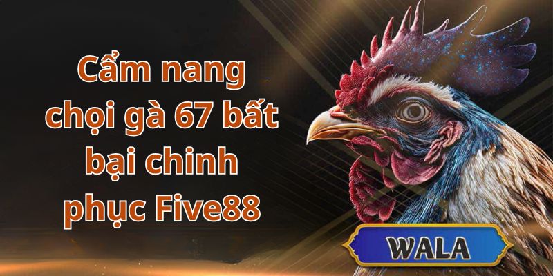 Bỏ túi mẹo cược chơi Đá gà 67 hiệu quả chinh phục Five88 dễ dàng
