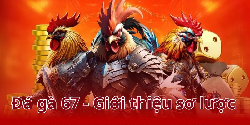 Đá gà 67 là sân chơi chọi gà hàng đầu 2025