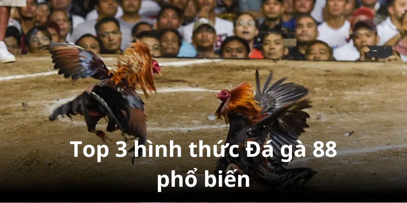 Điểm tên những hinh thức chọi gà 88 hot nhất Five88