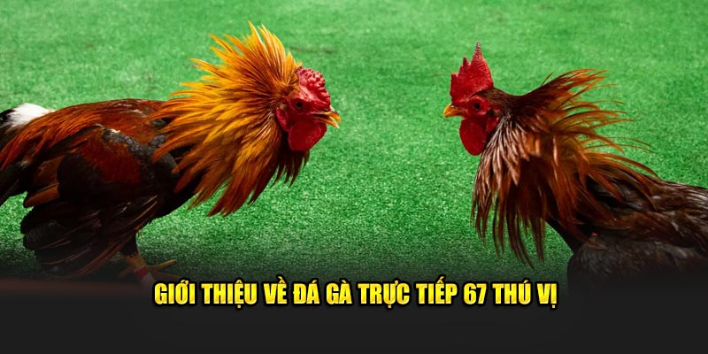Giới thiệu về trực tiếp đá gà 67 đầy hấp dẫn