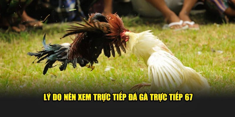 Lý do bạn nên xem trực tiếp đá gà 67 hôm nay?