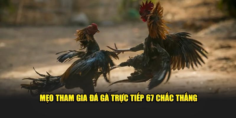 2+ mẹo chơi trực tiếp đá gà nâng cao chiến thắng